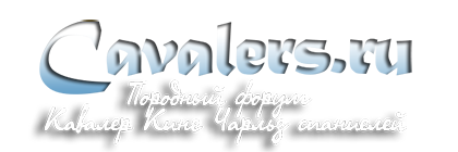 Cavalers.ru - Породный форум Кавалер Кинг Чарльз спаниелей
