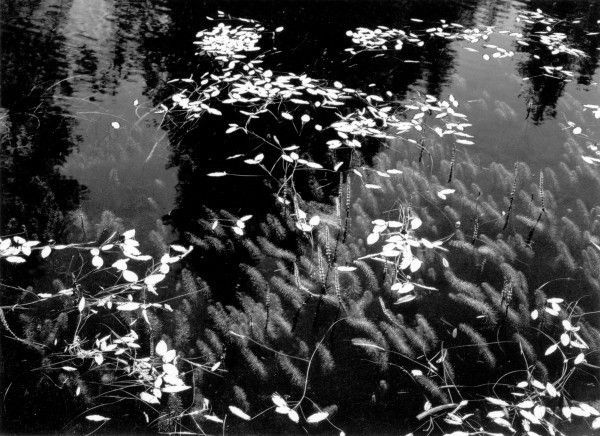 011-Leaves-on-Pool-1935-600x436.jpg