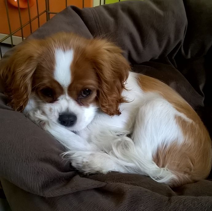 Анабэль 3,5 м.jpg