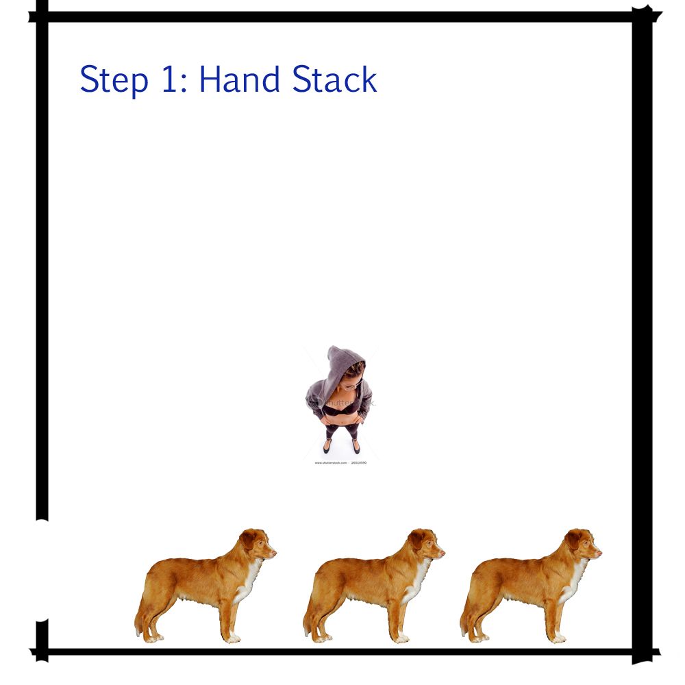 Dog-Conformation-What-happens-in-the-ring-step-1.jpg