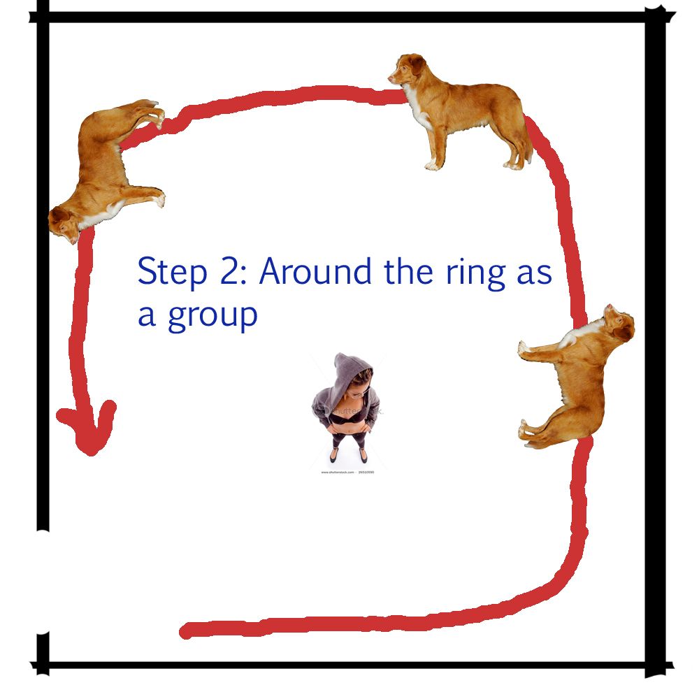 Dog-Conformation-What-happens-in-the-ring-step-2.jpg