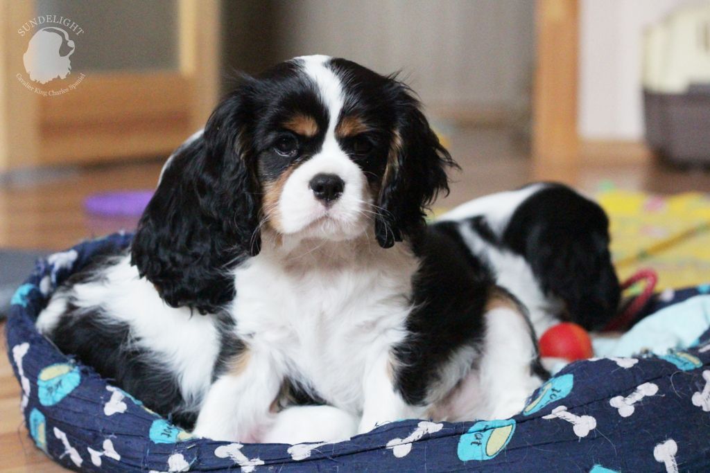 гарольд (1).JPG