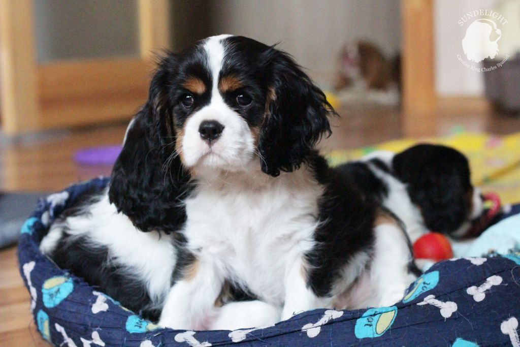 гарольд (3).JPG