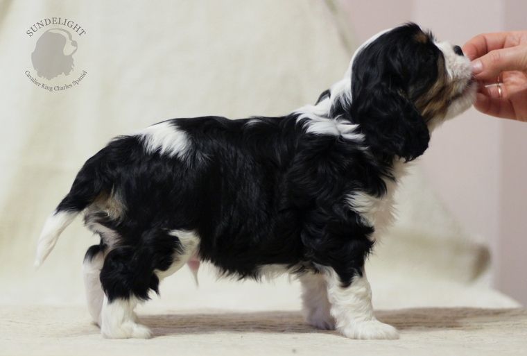 гарольд стойка.JPG