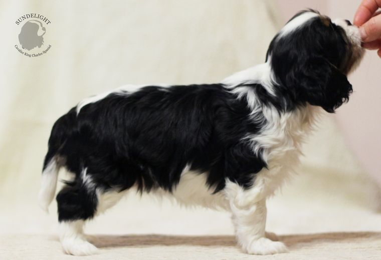 грейси чтойка 2.JPG