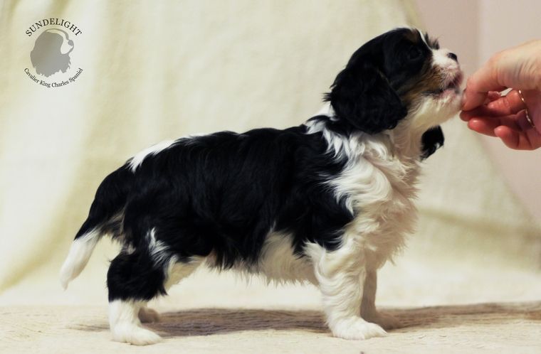 грейси стойка.JPG