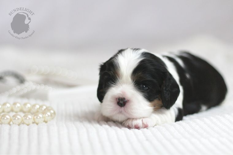 грета — копия.JPG