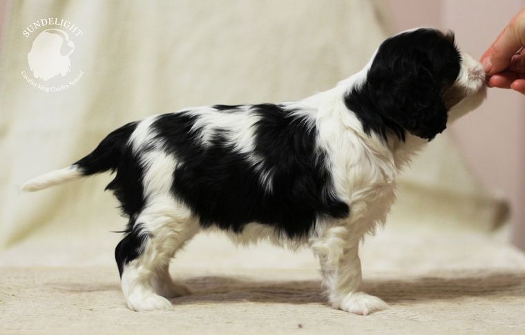 грета стойка.JPG