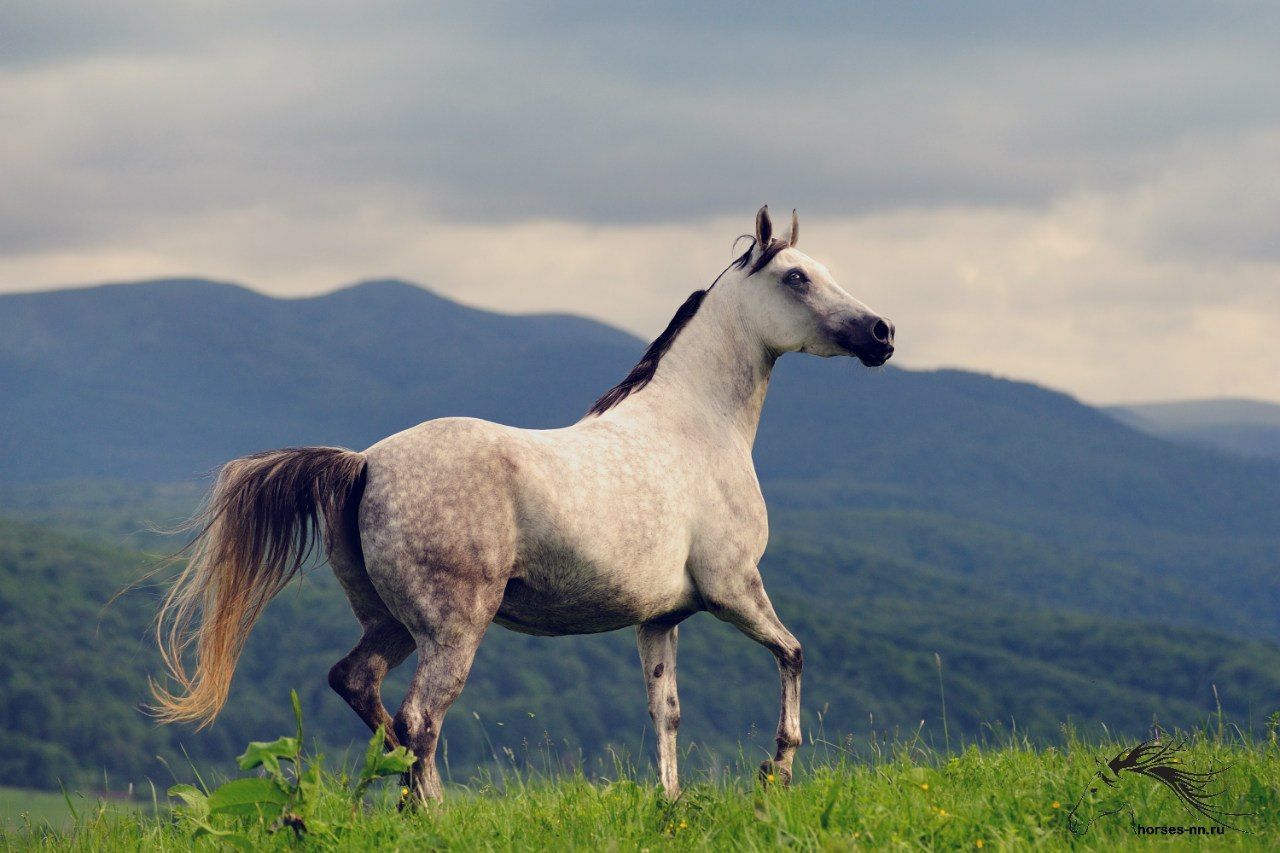 Просто лошадки. Лошадь простая. Супер конь. Самая лёгкая лошадь. Лошадь самое чистое животное?.