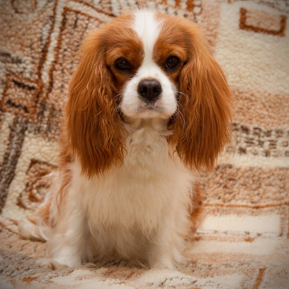 Идеальная Леди Роял Спаниель 1.jpg