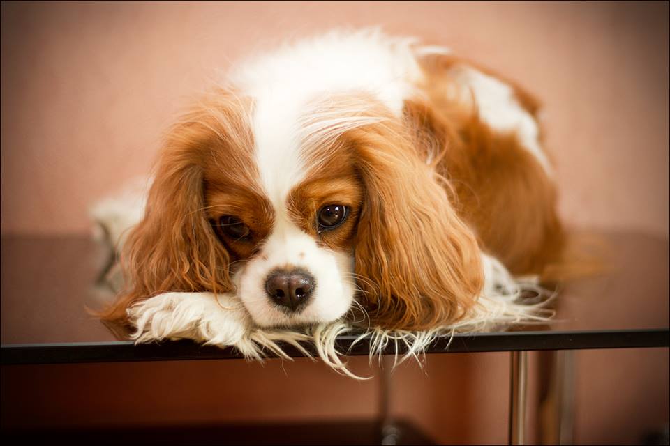 Идеальная Леди РС.jpg