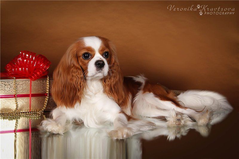 Изабелла Роял Спаниель 1.jpg