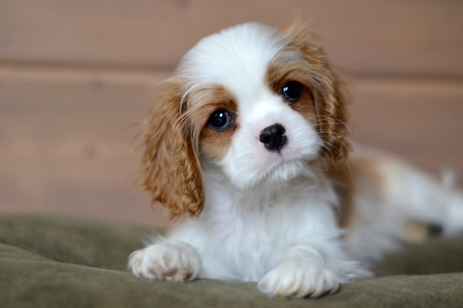 Изображение WhatsApp 2024-02-12 в 20.28.10_0f28baed.jpg