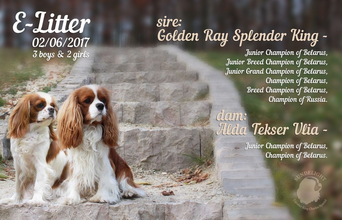 Копия litter E.jpg