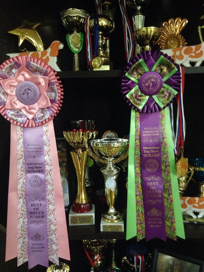 Кубки Евразии.jpg