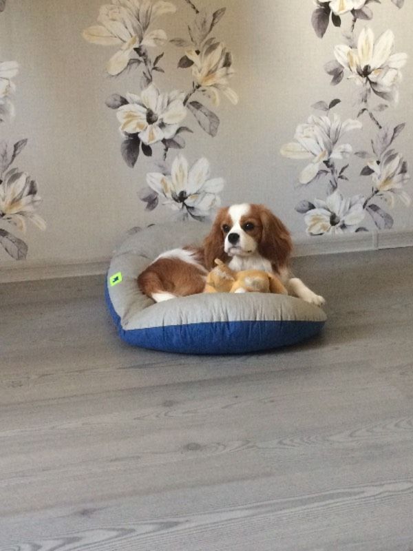 Магистр Роял Спаниель 1.jpg