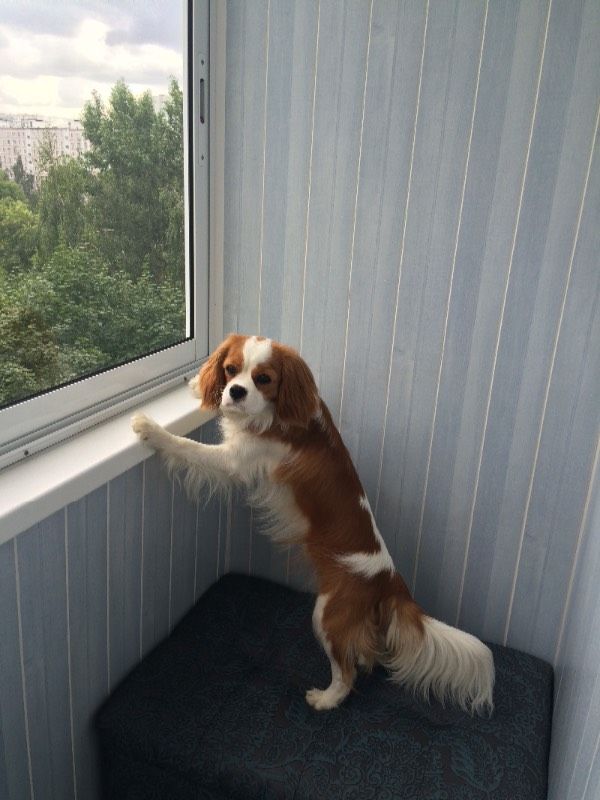 Магистр Роял Спаниель.jpg