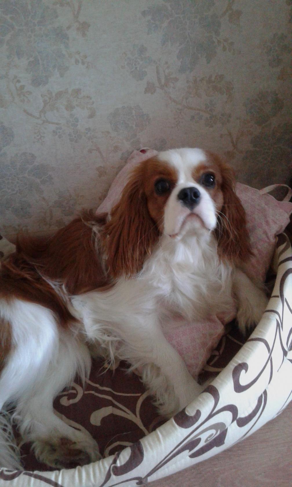 поцелуй Ангела.jpg