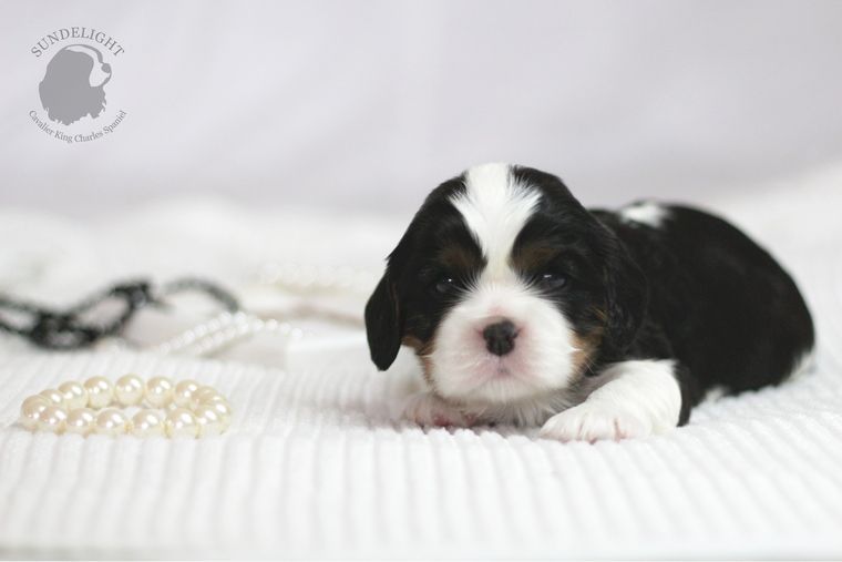 спинка— копия.JPG