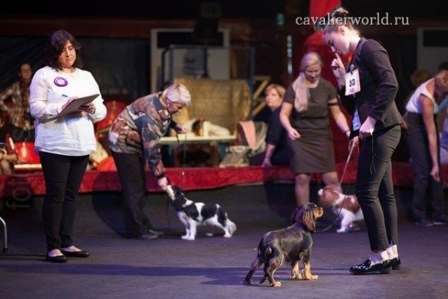 суки класс щенков (16).jpg