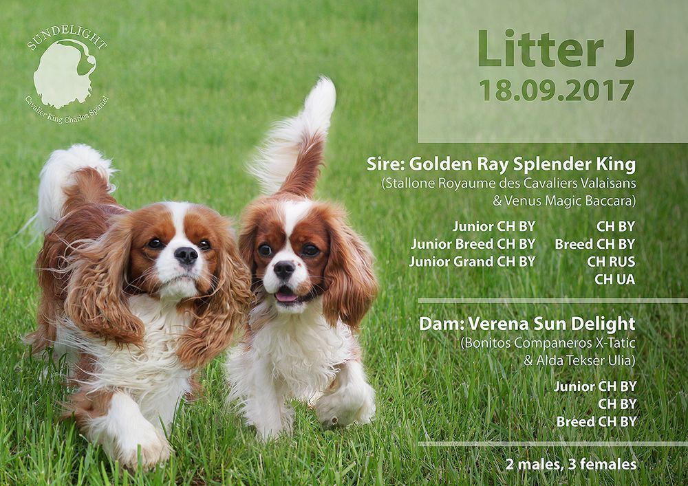 варярэй от вероники.jpg