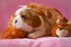 phoca_thumb_l_puppies11-27d-002.jpg