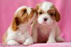 phoca_thumb_l_puppies11-27d-003.jpg