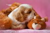 phoca_thumb_l_puppies11-27d-001.jpg