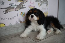 Изображение WhatsApp 2024-02-12 в 20.32.29_7121a676.jpg