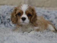 Изображение WhatsApp 2024-02-12 в 20.28.10_72d6f001.jpg