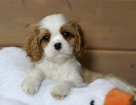 Изображение WhatsApp 2024-02-12 в 20.28.11_27a0fd0a.jpg