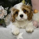 Изображение WhatsApp 2024-02-12 в 20.28.11_29de81ab.jpg