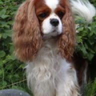 Винсент и компания