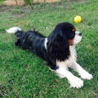 мамаесении