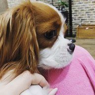 Nicee.cavalier