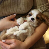 Елена Бетина