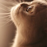 Юлия Майорова