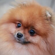 Елена Аршинова