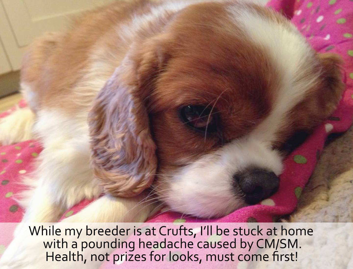 cavaliersarespecial.wordpress.com