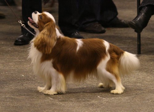 kingcharles.forum2x2.ru